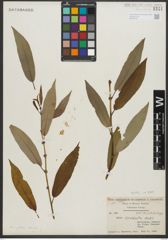 Foto von Salix rigida Muhl.